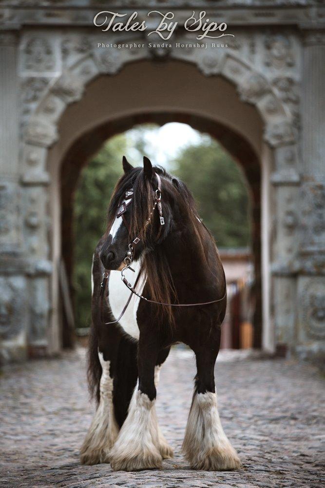 Middelalderdage på Voergaard Slot 2015 - Sirius ... Fotograf: Tales by Sipo billede 4
