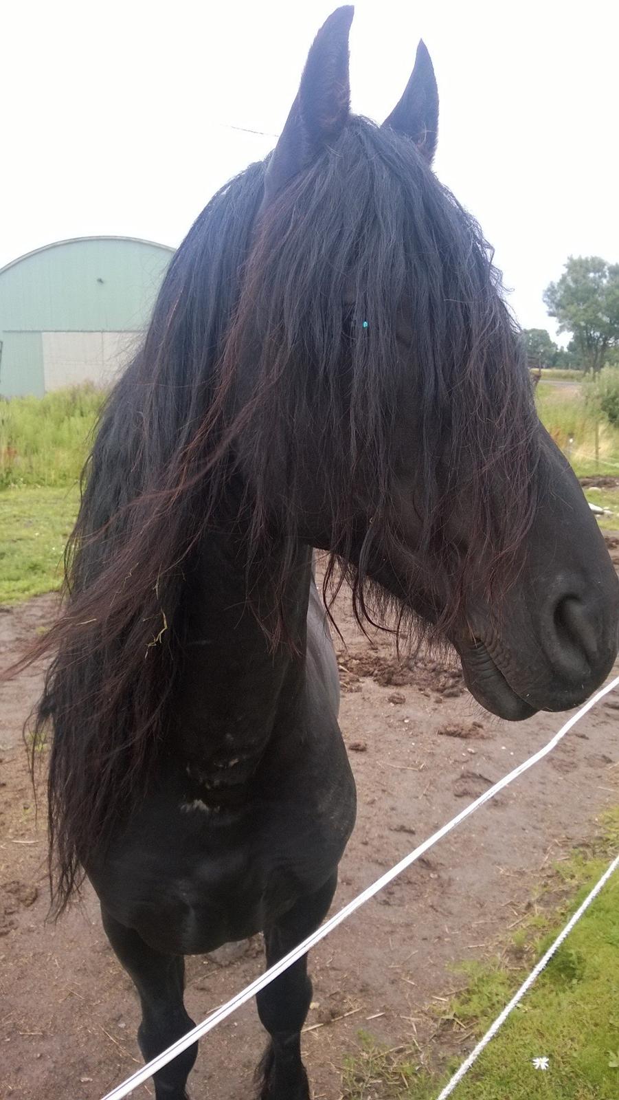 Frieser hingst billede 1