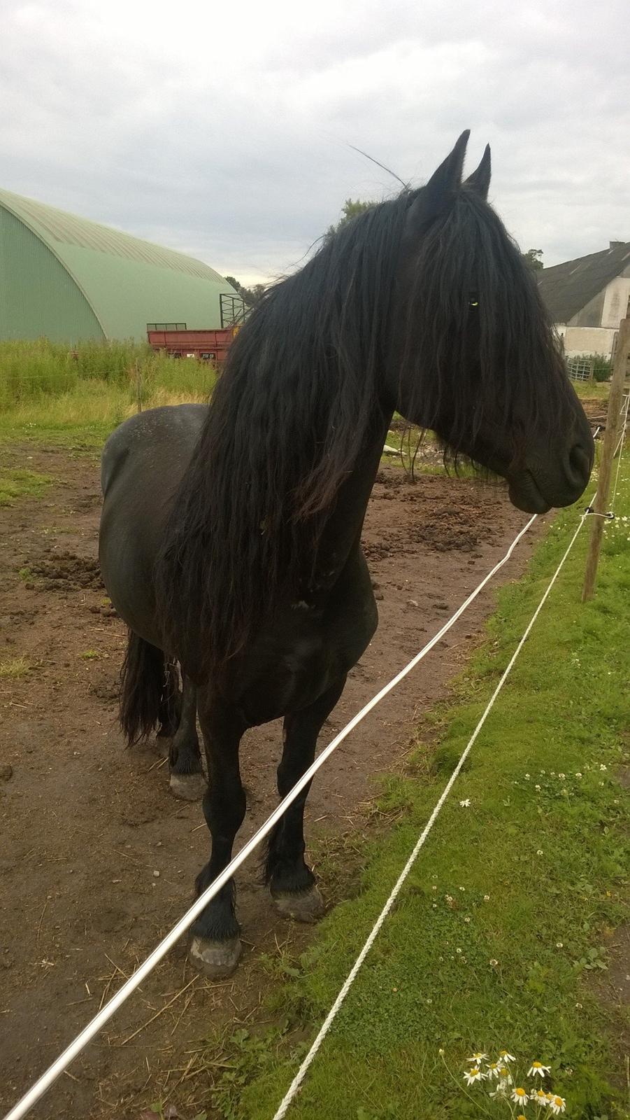 Frieser hingst billede 2