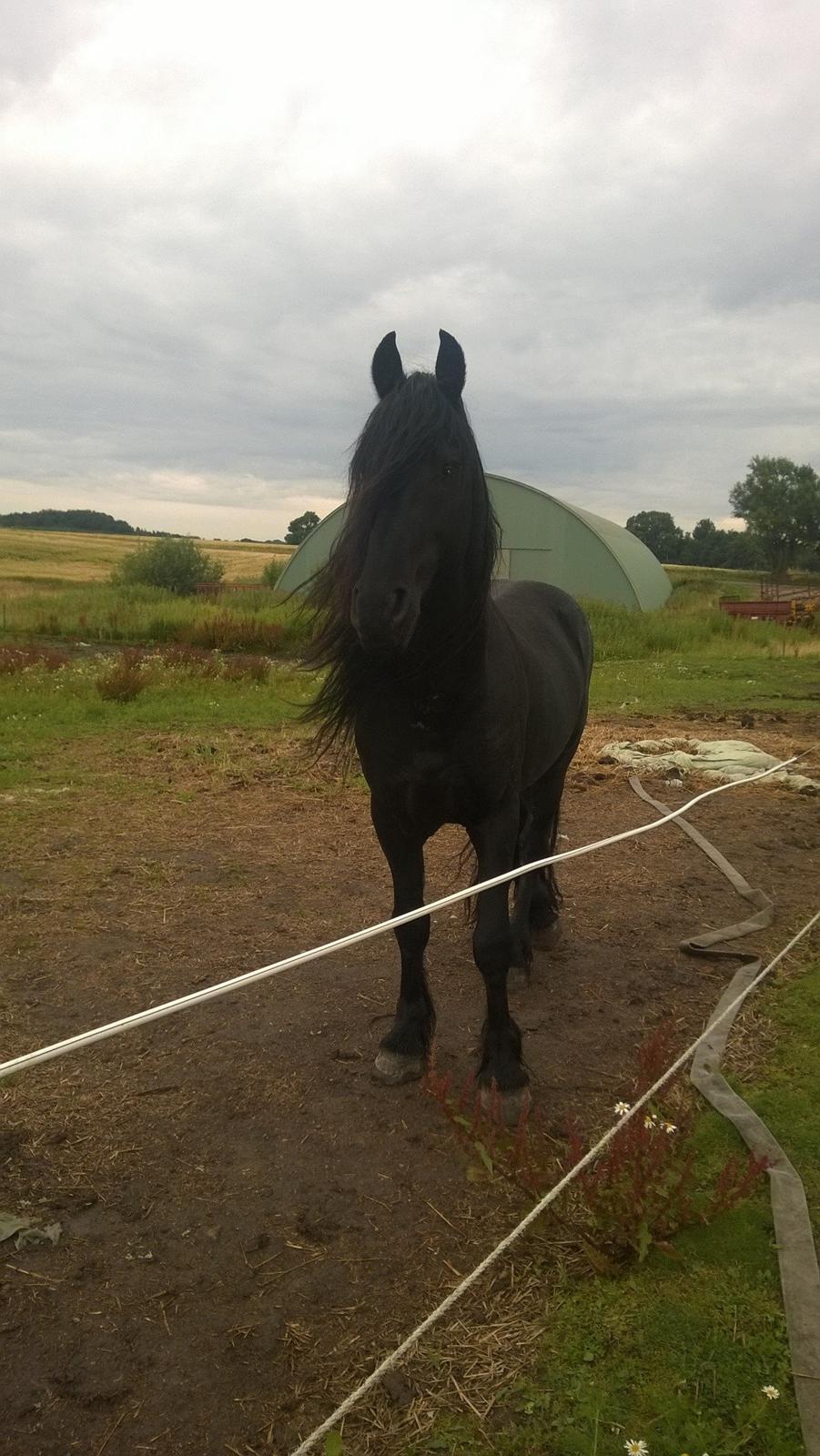 Frieser hingst billede 4