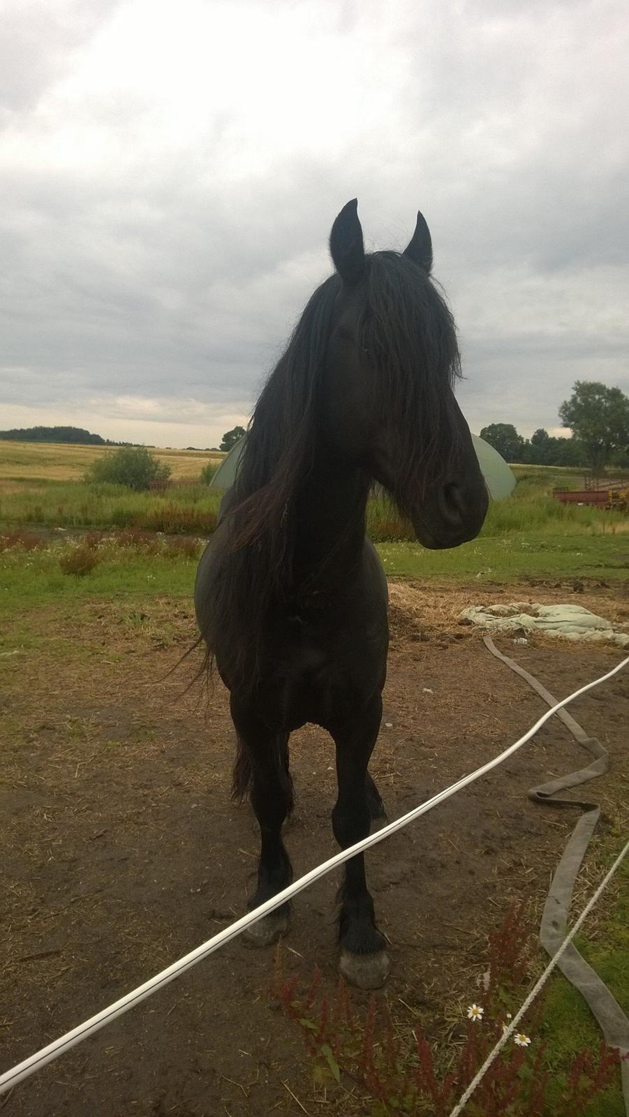 Frieser hingst billede 5