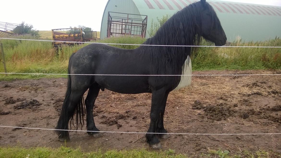 Frieser hingst billede 6