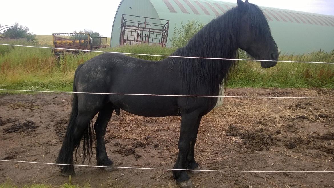 Frieser hingst billede 7