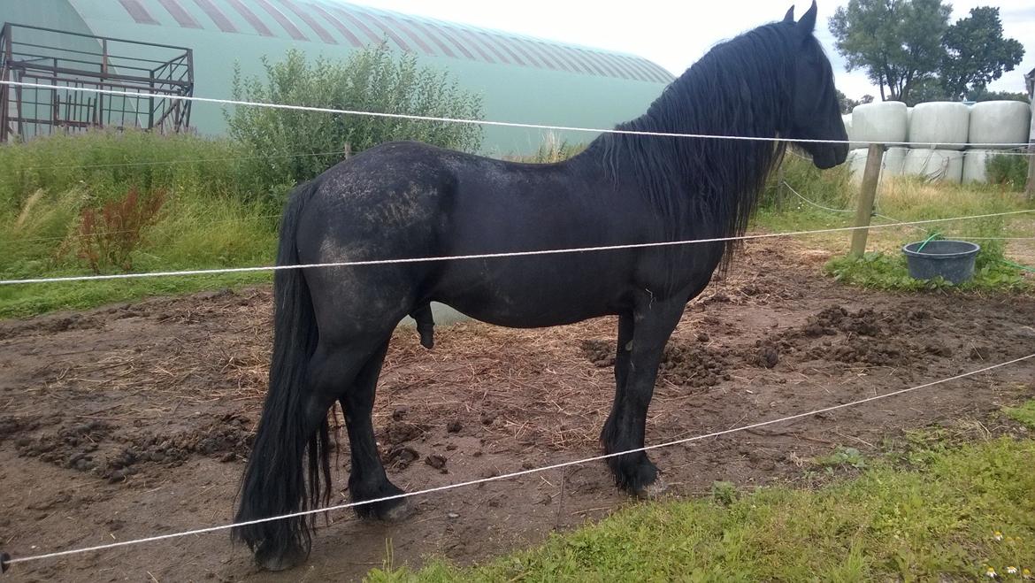 Frieser hingst billede 8