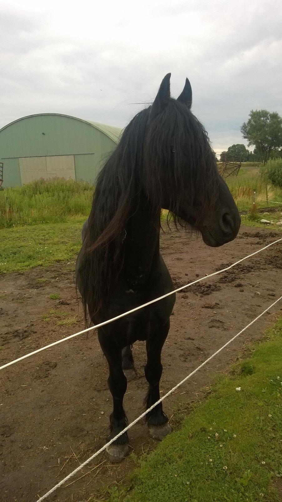 Frieser hingst billede 3