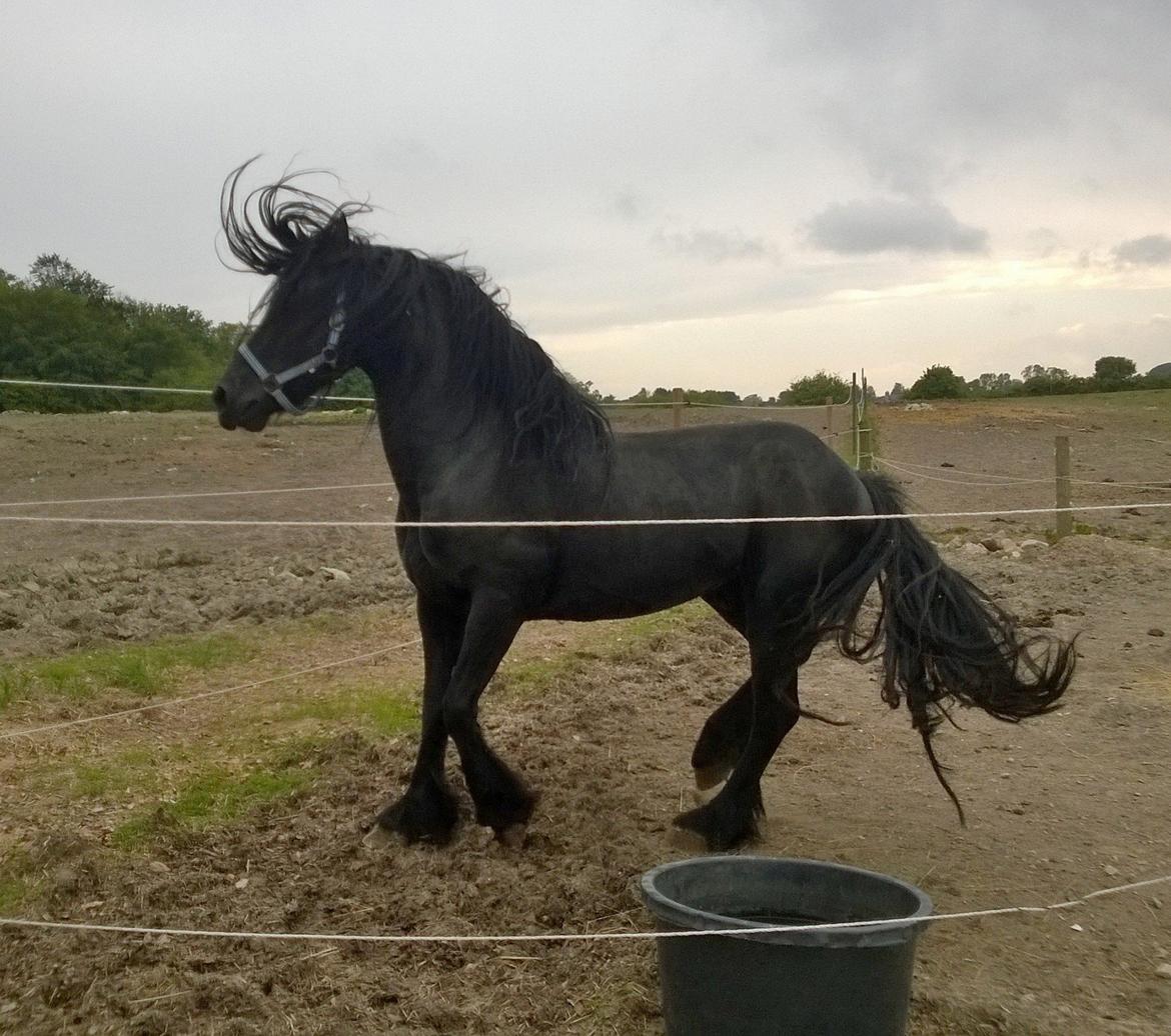 Frieser hingst billede 9