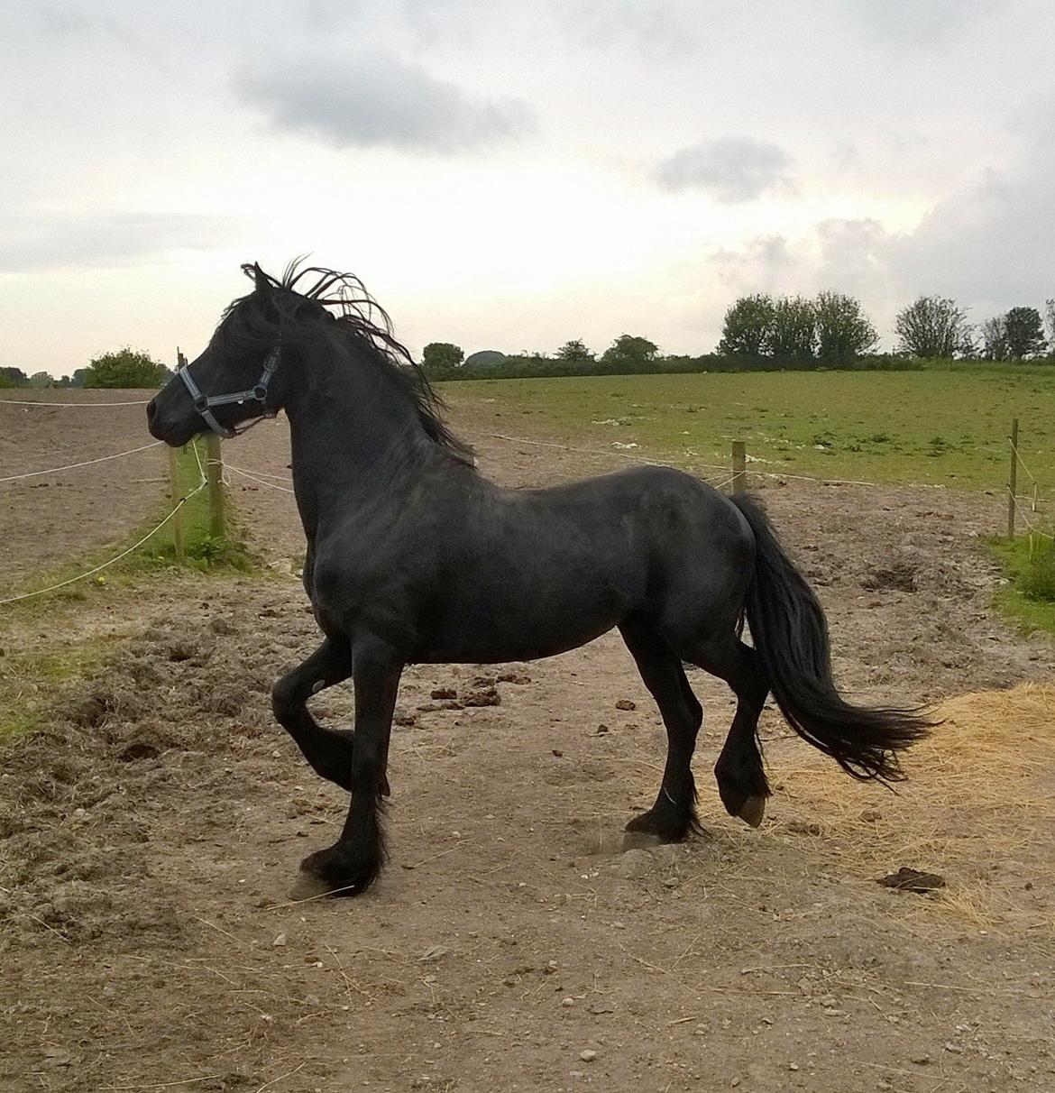 Frieser hingst billede 11