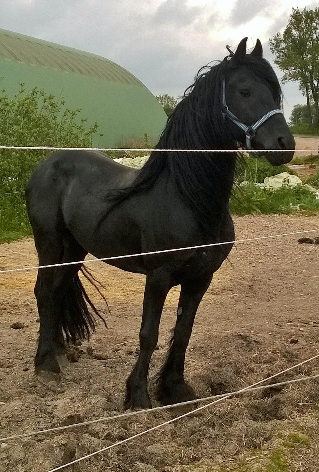 Frieser hingst billede 12