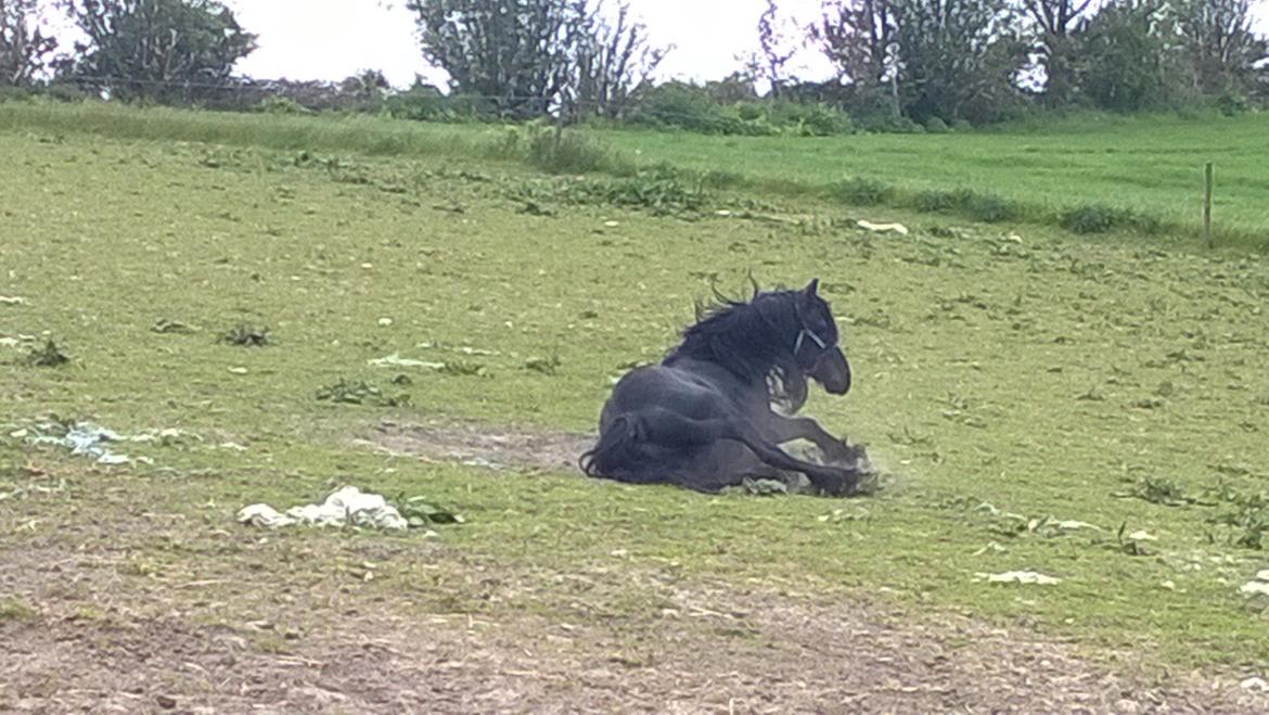 Frieser hingst billede 13