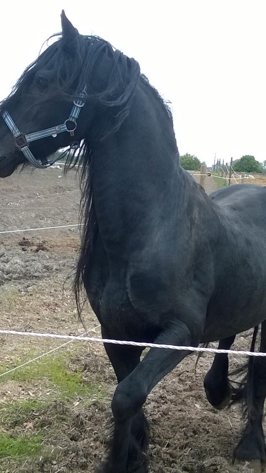 Frieser hingst billede 10