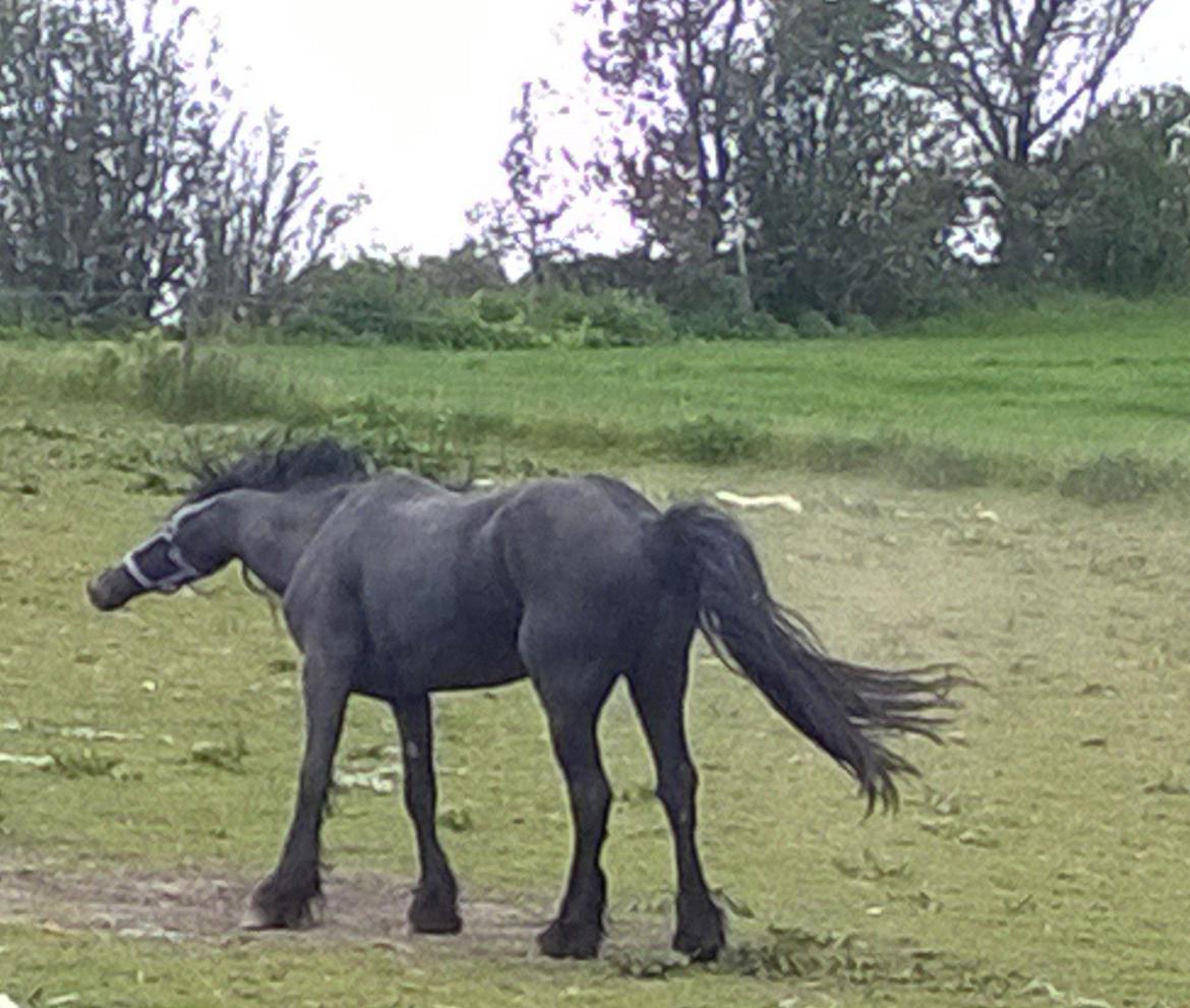 Frieser hingst billede 15