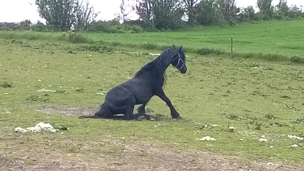 Frieser hingst billede 14