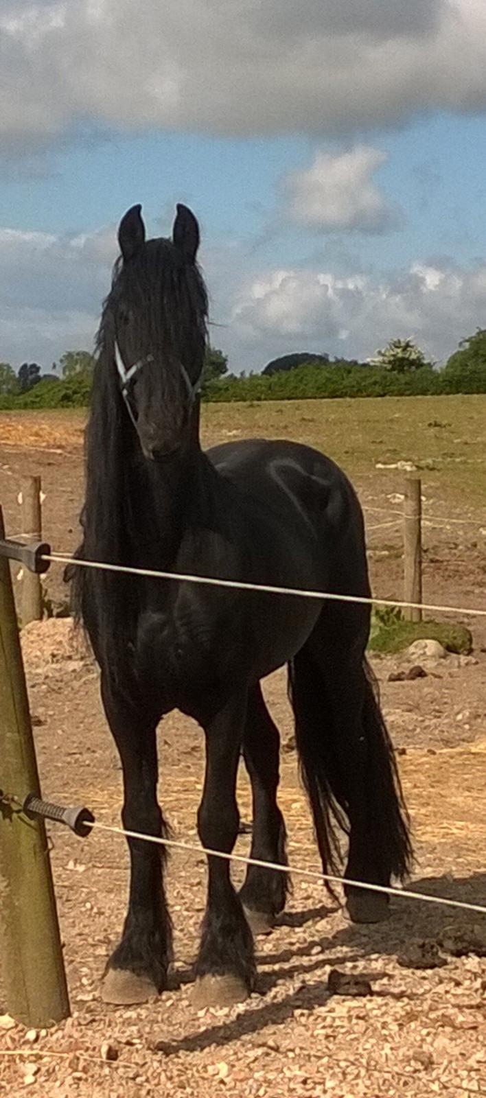 Frieser hingst billede 17