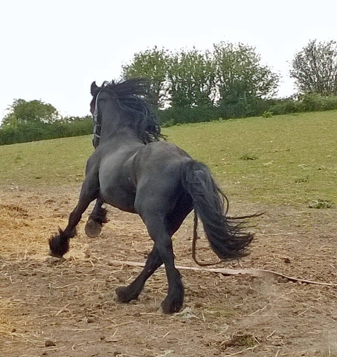 Frieser hingst billede 16