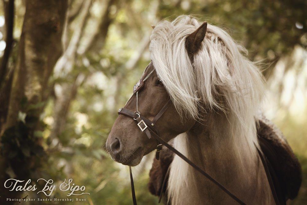 Katrine Thygesen Buur og hestene - Katrine og hendes hingst Dansari ... Fotograf: Tales by Sipo billede 7