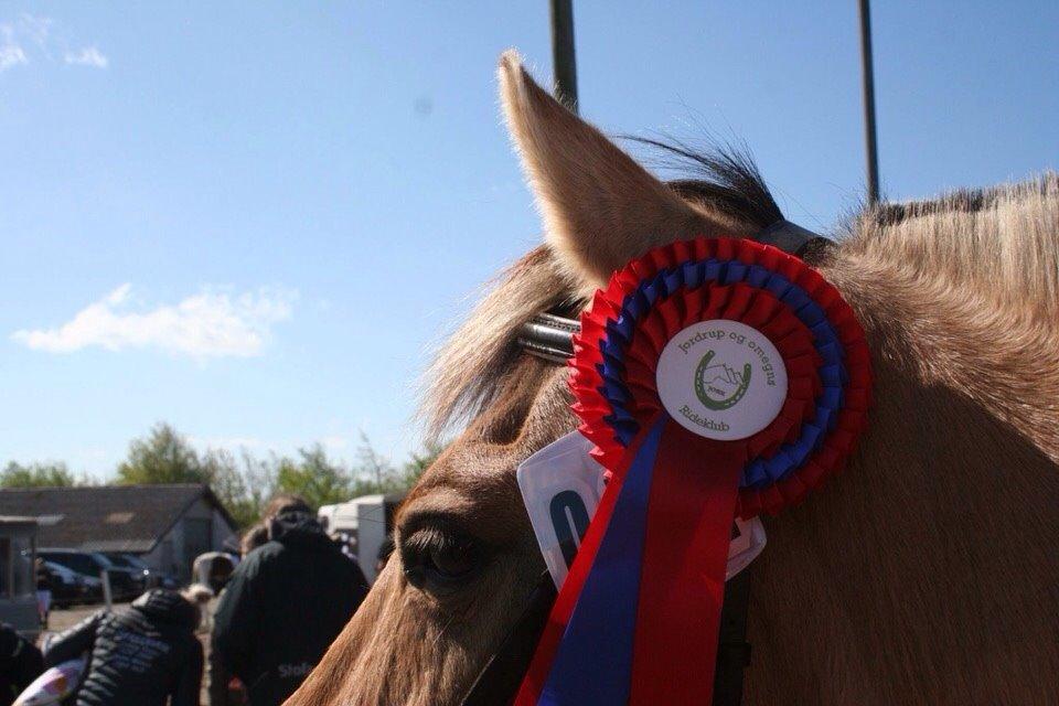 Springstævne Jordrup rideklub billede 1