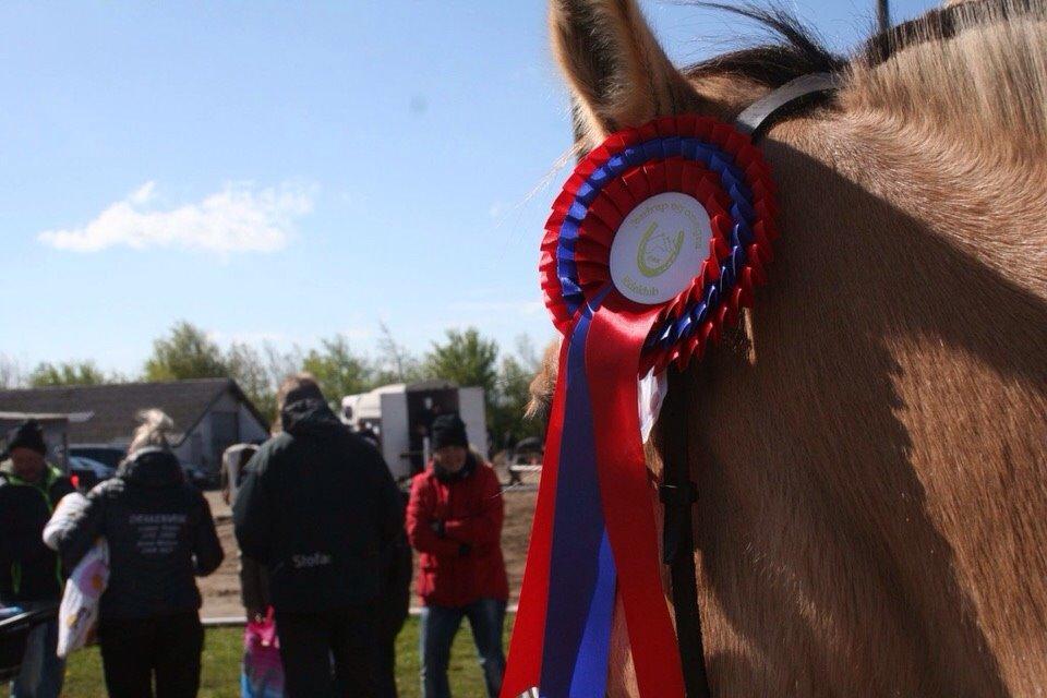 Springstævne Jordrup rideklub billede 2