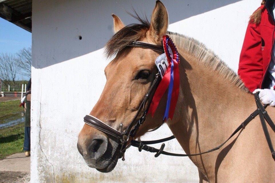 Springstævne Jordrup rideklub billede 5