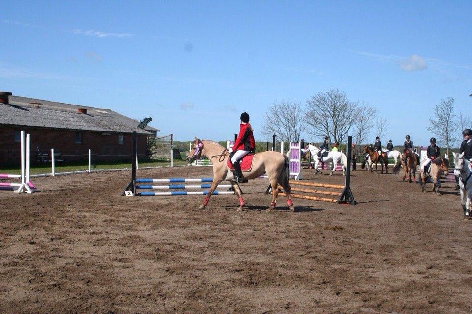 Springstævne Jordrup rideklub billede 11