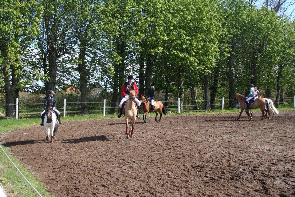 Springstævne Jordrup rideklub billede 18