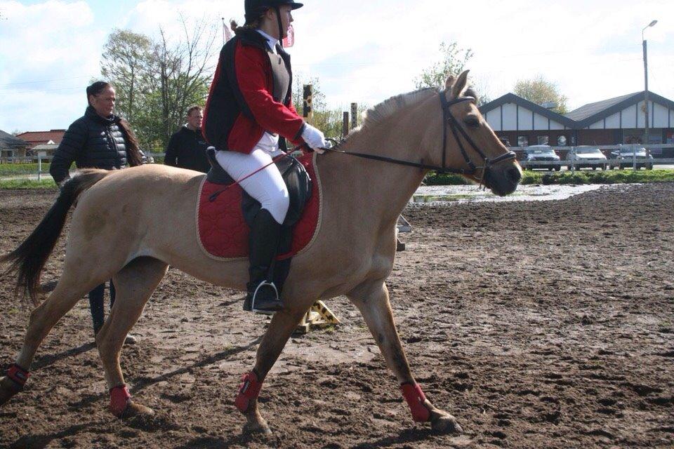 Springstævne Jordrup rideklub billede 20