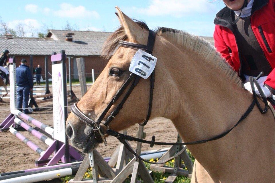 Springstævne Jordrup rideklub billede 29