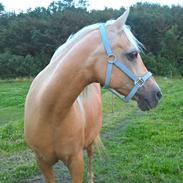 Bordesley Golden Mist