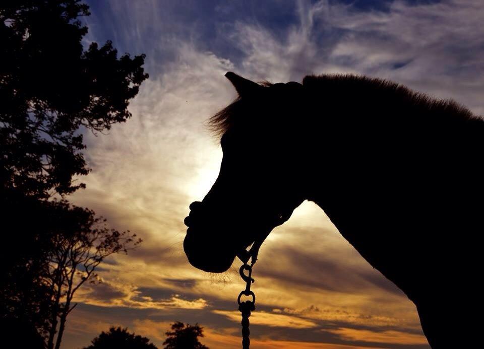 Modlys-billeder. billede 5