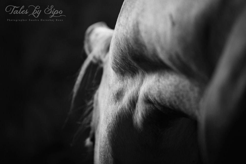 Katrine Thygesen Buur og hestene - Zulema ... Fotograf: Tales by Sipo billede 12