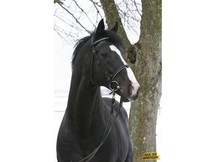 {{currentPhoto.altText}} billede {{currentPhoto.number}}