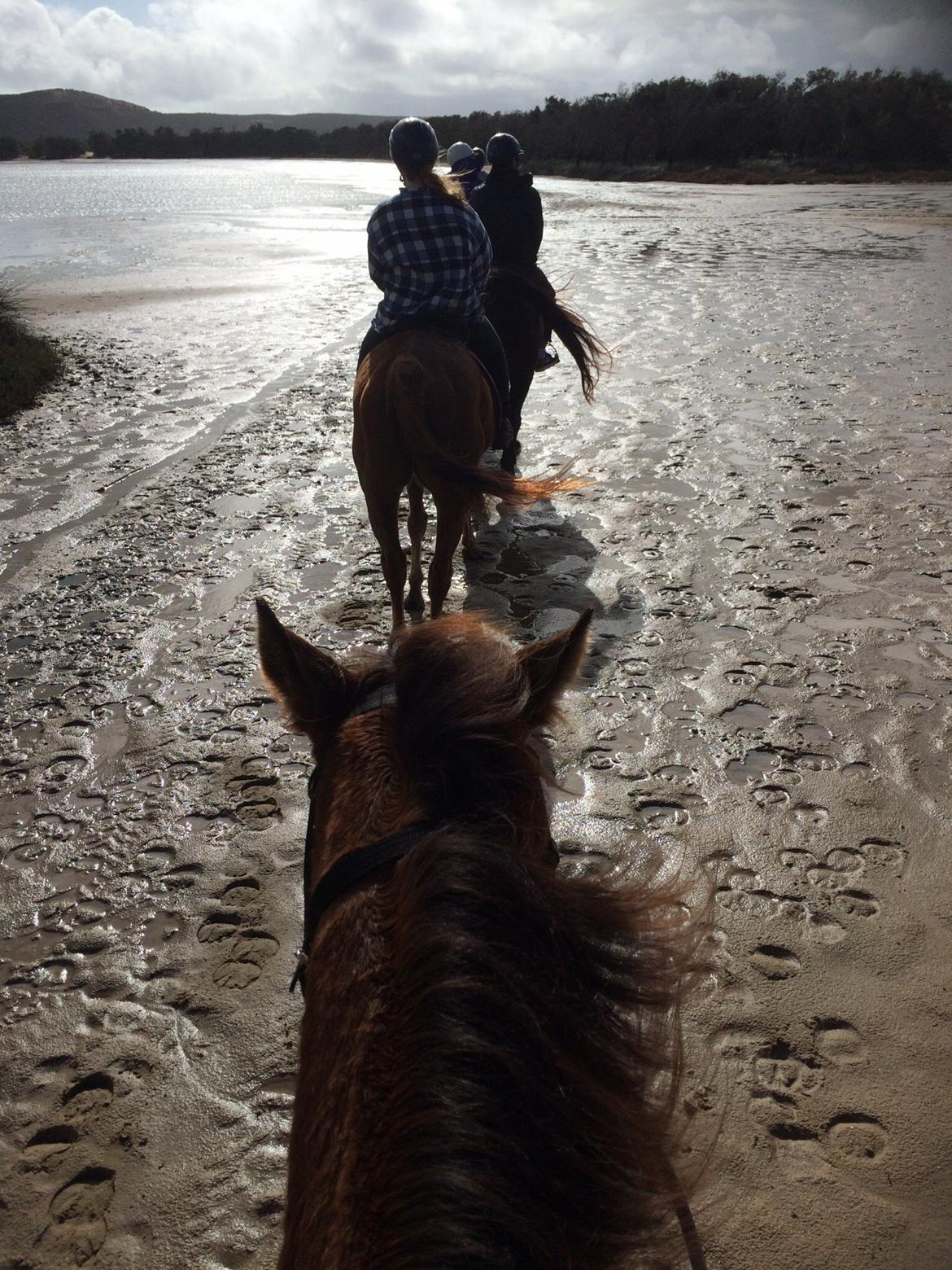 Alle heste jeg har redet i mit liv. <3 - moose, 2010. denne hest har jeg desværre intet bedre billede af, men det var en fuldblod, som jeg lejede i Kalbarri på Big River Ranch i Australien. Jeg var på to måneders rejse i australien fra d. 1. juli - 1. oktober med min veninde Louise og vi lejede en 2 timers ridetur. det var skønt og jeg fik en alene turnmed guiden hvor vi galloperede i bushen og over sandbanker. Så fedt. billede 75