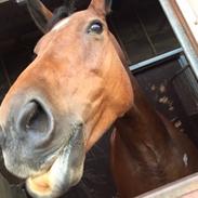 Lillegaards prinsesse Fiona