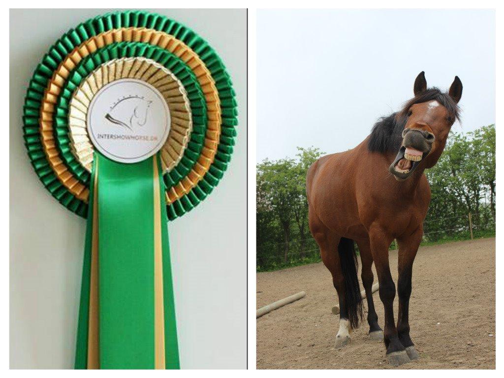 Alle mine rosetter ;) - August 2015 3. plads ud af 10 klasse "Dejligste Gabebillede" Kommentar: Hvor er Kit Kat bare sød, man kan virkelig se den nyder det gab 110% dejligt du har hele hesten med på billedet :D billede 17