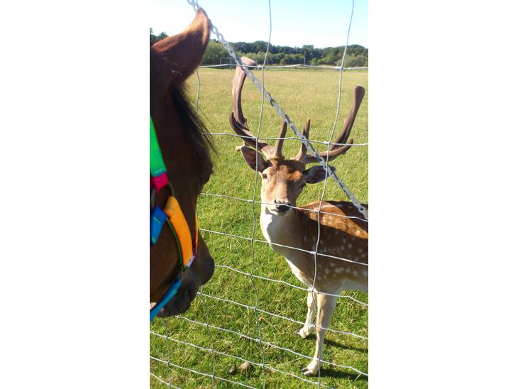 {{currentPhoto.altText}} billede {{currentPhoto.number}}