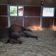 Div af sasha og tico (labbe)