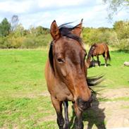 Div af sasha og tico (labbe)