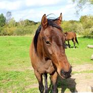 Div af sasha og tico (labbe)
