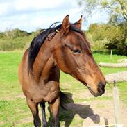 Div af sasha og tico (labbe)