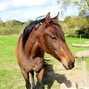 Div af sasha og tico (labbe)