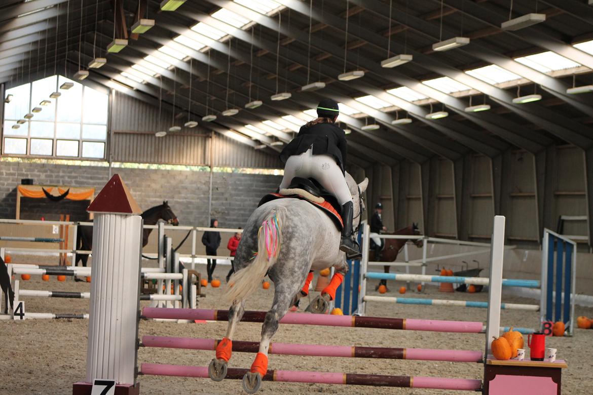 Stævne på Hadsten Ridecenter - LD billede 6