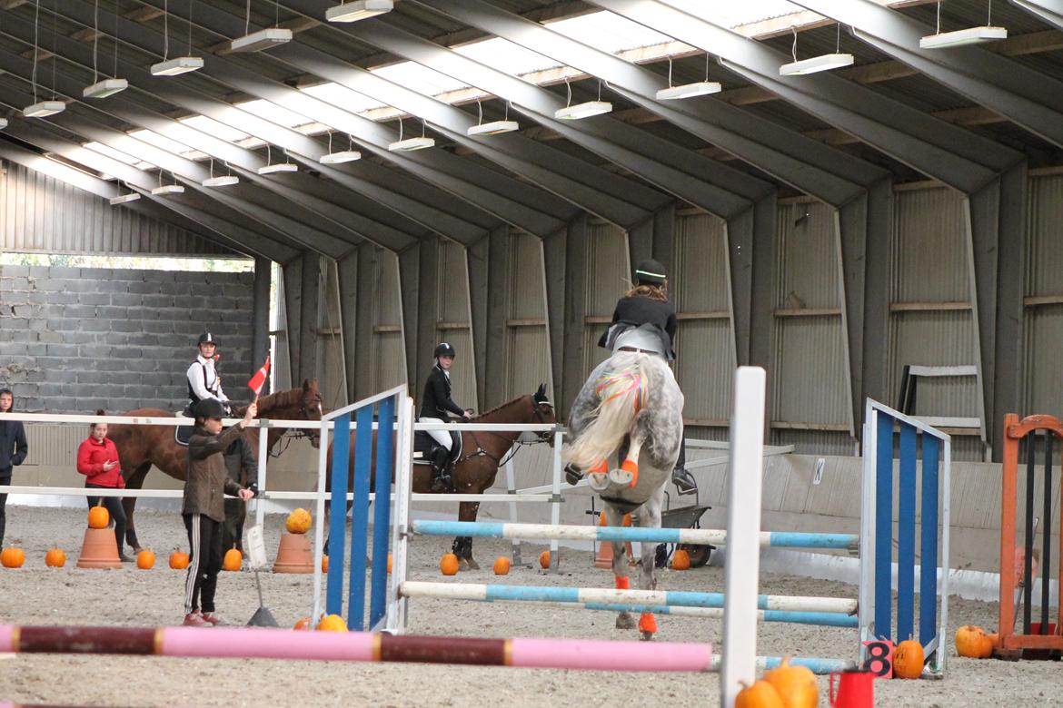 Stævne på Hadsten Ridecenter - LD billede 8