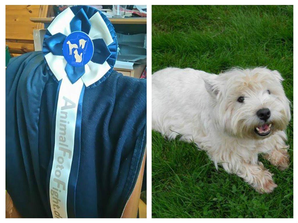 Alle mine rosetter ;) - Månedens hund 2. plads Oktober 2015 Paddy billede 18