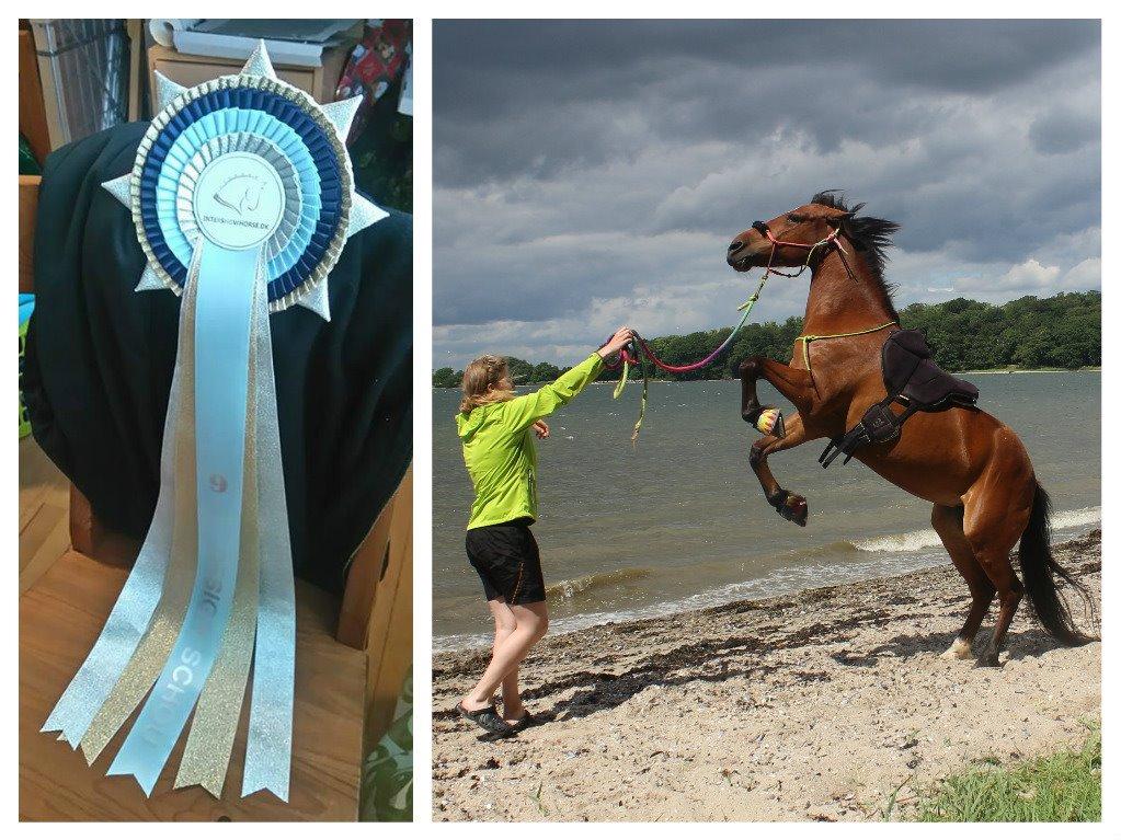 Alle mine rosetter ;) - Bedste tricksbillede 9. plads November 2015 Kittemusen <3 billede 20