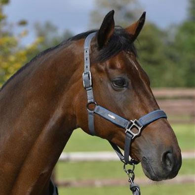 RBH - Nordic Grime, Blue Steel billede 21