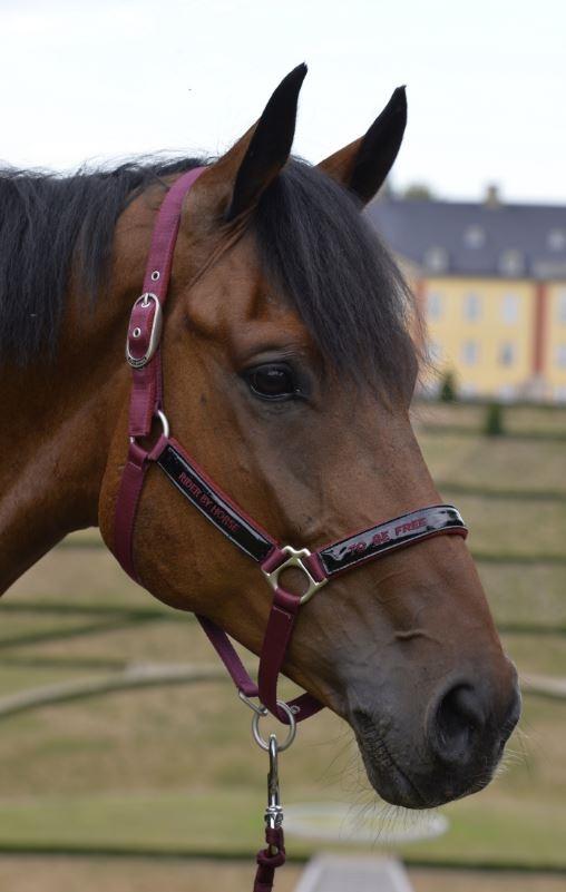 RBH - Black Carbernet Lak Grime billede 10