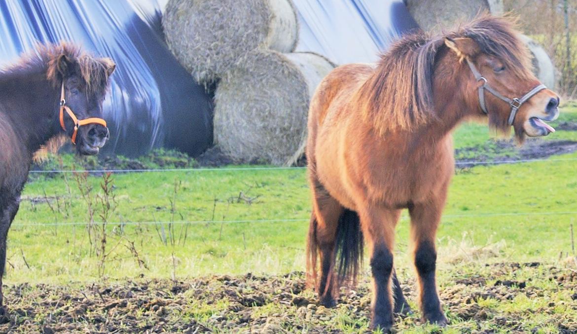 Danmarks Grimmeste heste  billede 1