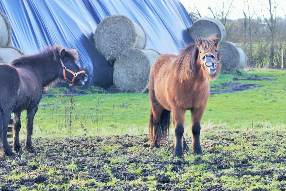 Danmarks Grimmeste heste  billede 2