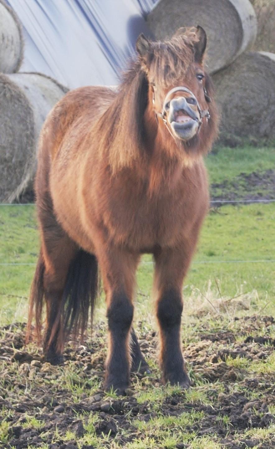 Danmarks Grimmeste heste  - APPELSIIIIIIIIIIIIIIIIIIIN billede 3