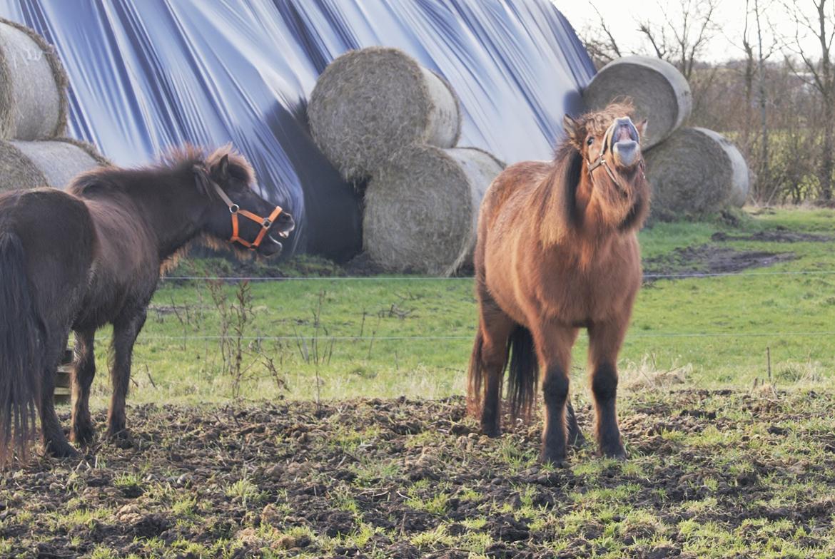 Danmarks Grimmeste heste  billede 5