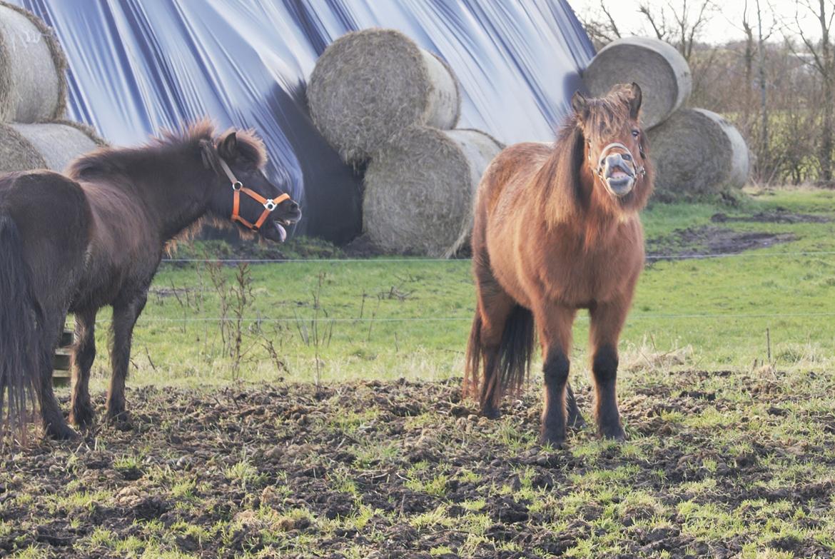 Danmarks Grimmeste heste  billede 4